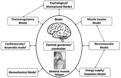 Transcranial Direct Current Stimulation Enhances Exercise Performance: A Mini Review of the Underlying Mechanisms